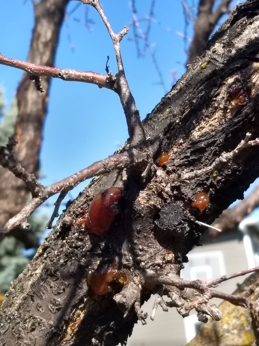 When I can't be out in the field, I can still search the neighborhood for #PlantDiseases. Found some great #BacterialCanker on #Cherry this afternoon. Spring's the perfect time to find it, when fresh gumming occurs! #WFH  #Pseudomonas