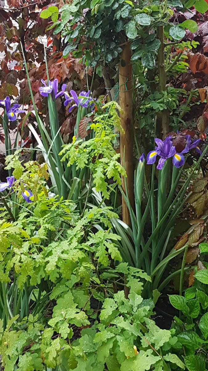 VecoIris's tweet photo. @SkylarkArtist Iris blue magic! https://t.co/PtyjVT8tCf