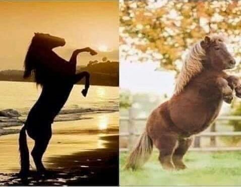 FamousGouws's tweet photo. Day 33 #covidquarantine Dear Diary...Before and After Lockdown picture of me....
#LockdownSAExtended @MicheleLehy @morgtheepony #CoronaVirusSA #Covid19SA #LockdownSA #Covid_19 #FamousGouws #LockdownGouws #CoronaLockdown https://t.co/Pvoco5V03M