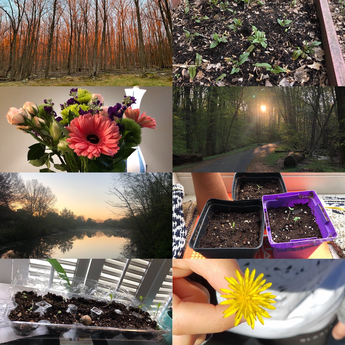 thecyberwire's tweet photo. Our employees at the CyberWire are thankful for spring flowers and walks around the neighborhood (social distance style). Plus, all the new friends we are growing for our garden! What are you thankful for? https://t.co/OJpdPFPdjj