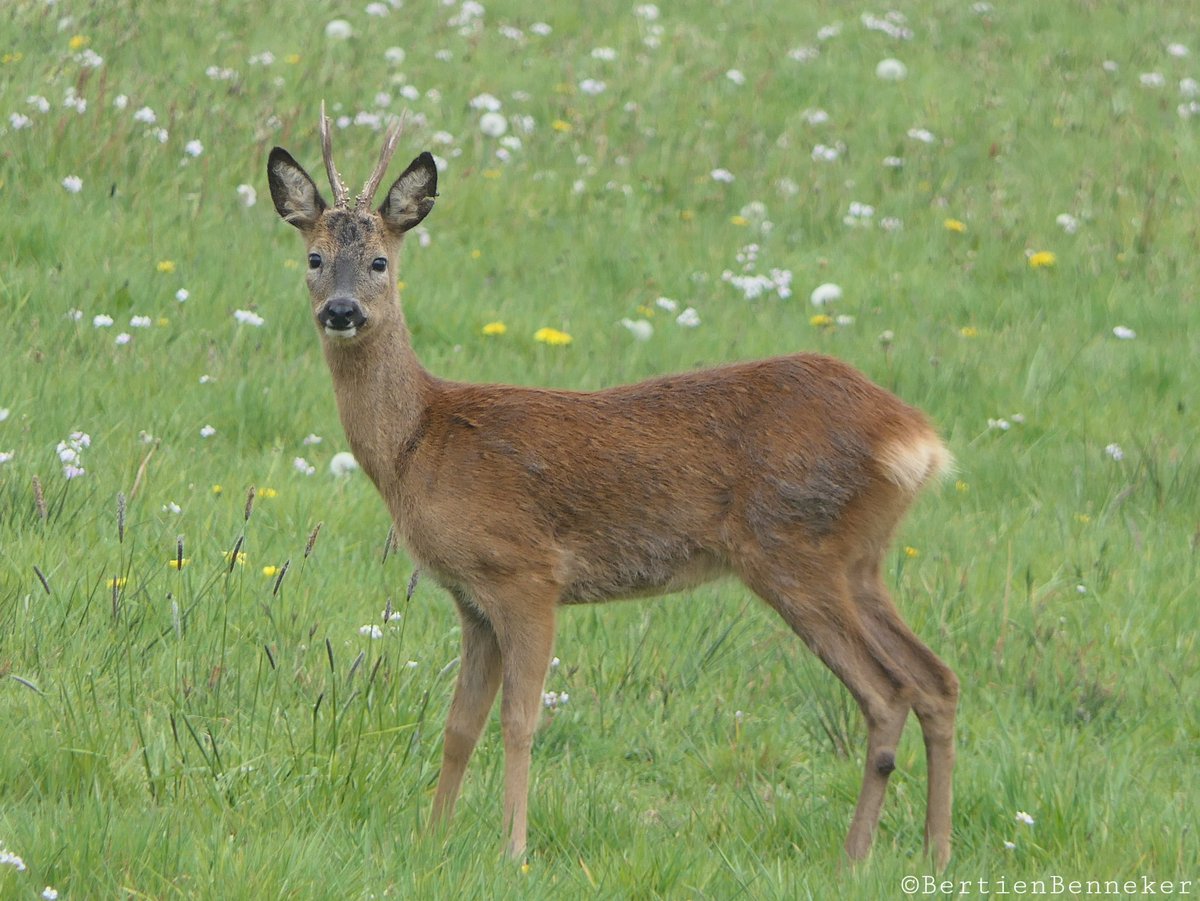Bertien Benneker 📸 tweet media