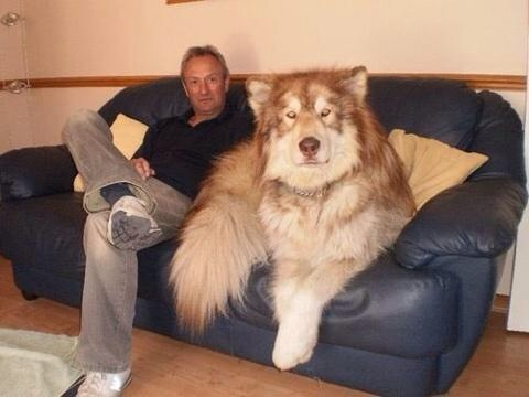 bigdogclub's tweet photo. Look at this big ass dog I found on google https://t.co/laeeMdTRUS