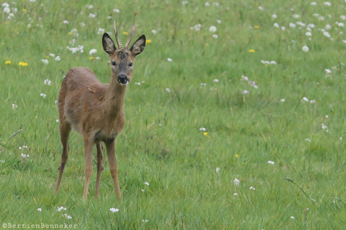 Bertien Benneker 📸 tweet media