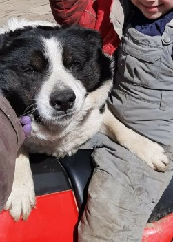 millypod1's tweet photo. 🆘MOP #Lost Black &amp; White Border Collie Female 
Whitehall Lane #Grindleton nr #Clitheroe #Lancashire 
#Lancs #BB7 
https://t.co/1vvphvllUp https://t.co/cFYo3yKvoP