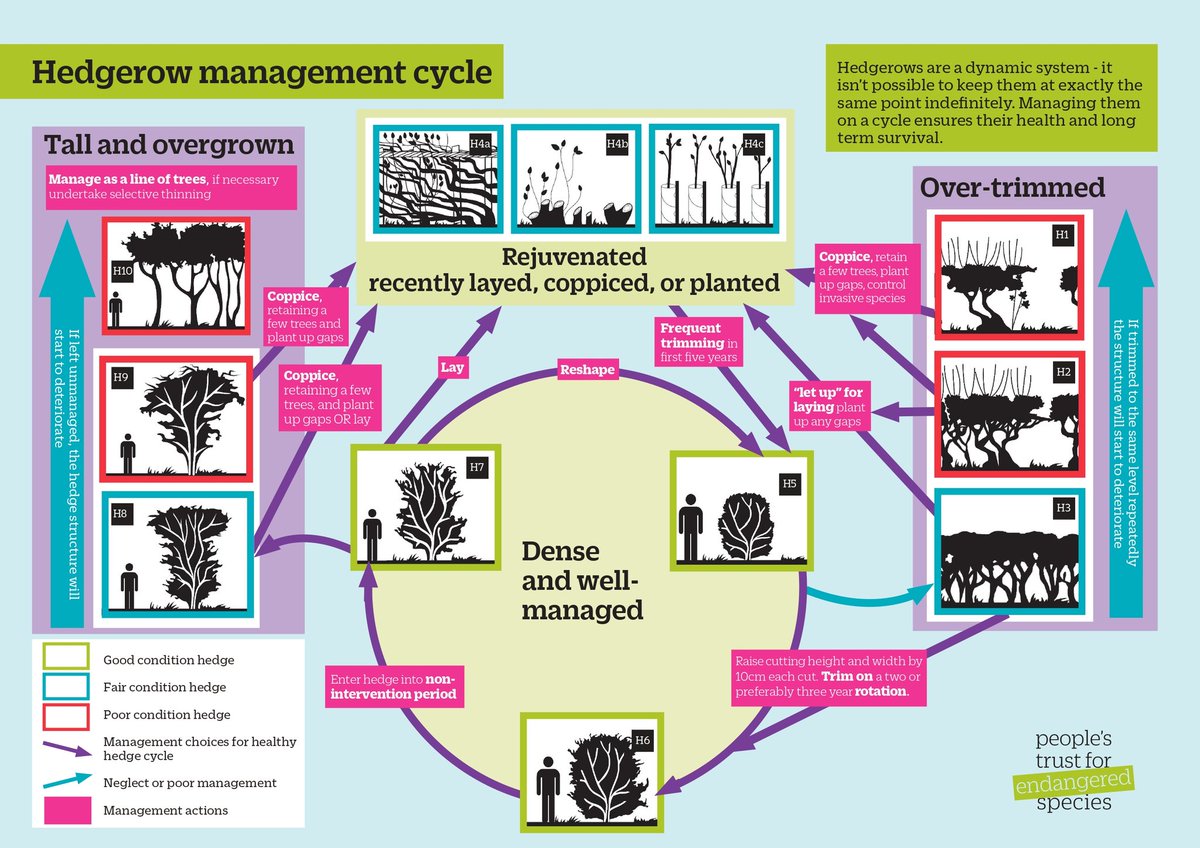 I forgot to share this great graphic by  @PTES, a guide to when a hedge needs attention. If you've got land with hedges on, this is really useful.