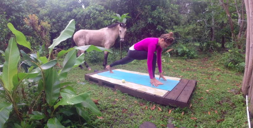 RainforestRides's tweet photo. Dont need to quarantine from these guys! #curious #blacksocks #horsesintheyard #backyard #attheoffice #horses #costarica https://t.co/4WAy2hf3cQ