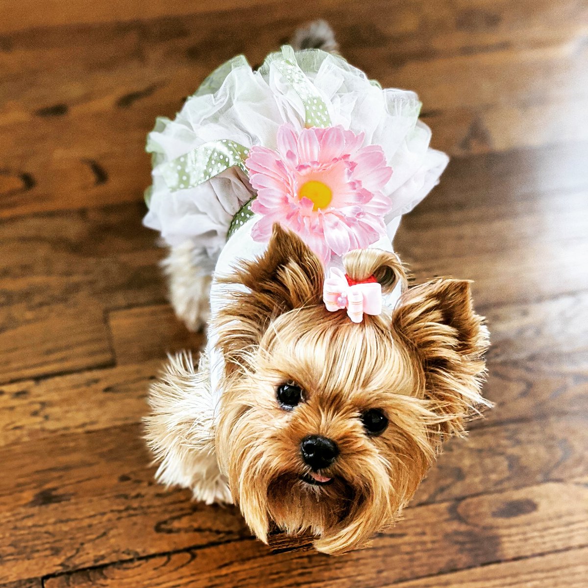 EChatsworth's tweet photo. Miss Boo! 😍 CT lockdown day 42

#yorkie #yorkshireterrier #thebrassqueen #brassqueen #authorlife #authorbuddy #cutedog #StayHome #TongueOutTuesday #tot https://t.co/wBYwkxJXhB
