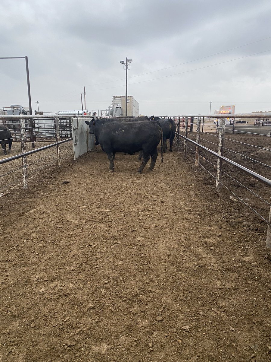 chrisdenker1's tweet photo. We are all entitled to make money but based off of the boxed beef price today at noon the packer will make more per head than we will gross on that animal. Meat is at an all time high while the producers losses reach an all time level as well. https://t.co/FqdfYgcj0x