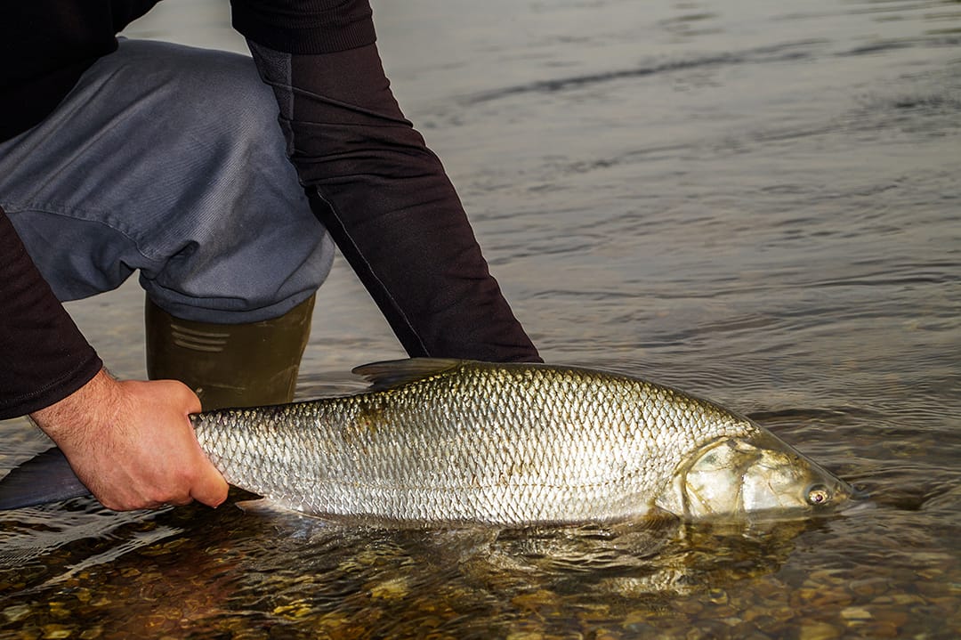 BarschJunkie's tweet photo. So Dank #COVID19 und Schonzeit hab ich heute mal meinen 💻 nach Bilder der vergangenen Jahre geschaut. Dieser schöne #rapfen will ich euch nicht vorenthalten 🤗🎣
Na wie findest Du das Bild 🤔
https://t.co/Q8r1GJepbD
#barschjunkie #angeln #fishing #blog #blogger #asp #aspius https://t.co/UiTSXGPAWj