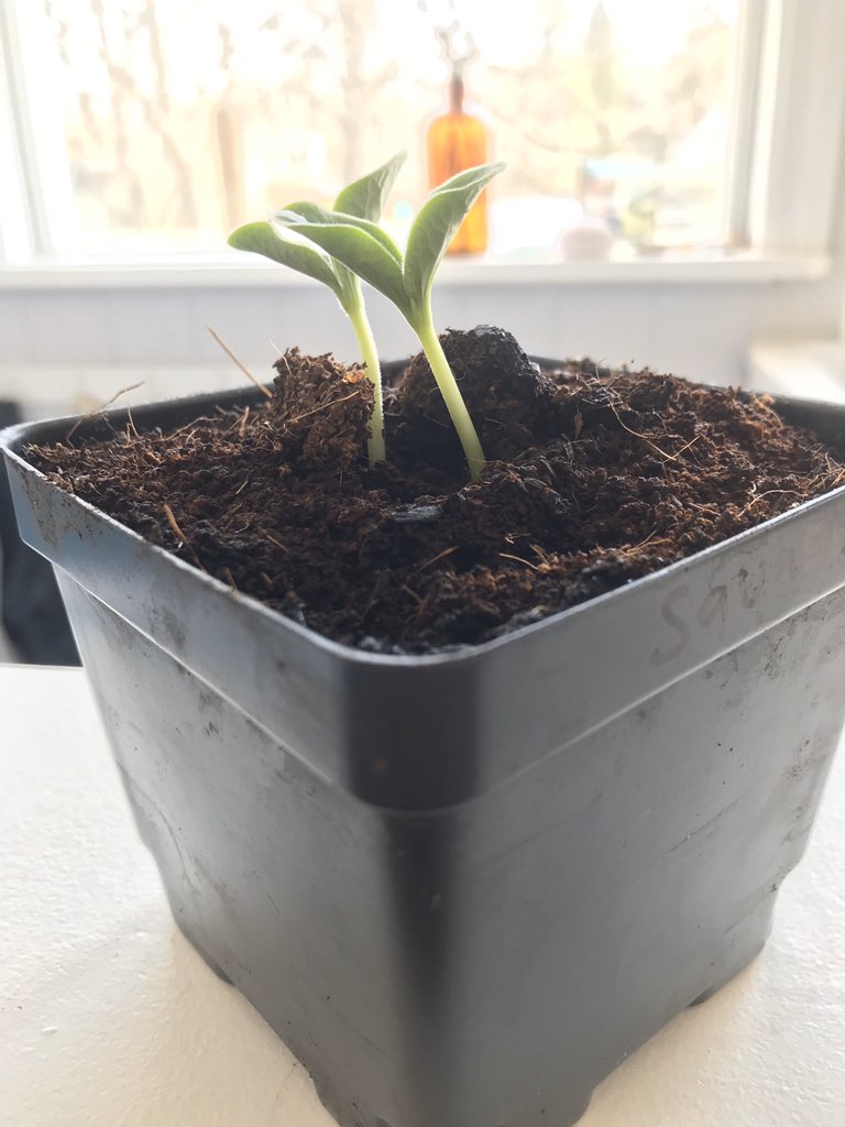 Coert Ambrosino (@coertambrosino) on Twitter photo Looking for a fun family project? Please visit a2schools.org/ee for this week’s enrichment activities about seed germination and home gardening! <a href="/A2schools/">A2 Public Schools</a> @A2RecDirect Looking for a fun family project? Please visit a2schools.org/ee for this week’s enrichment activities about seed germination and home gardening! <a href="/A2schools/">A2 Public Schools</a> @A2RecDirect