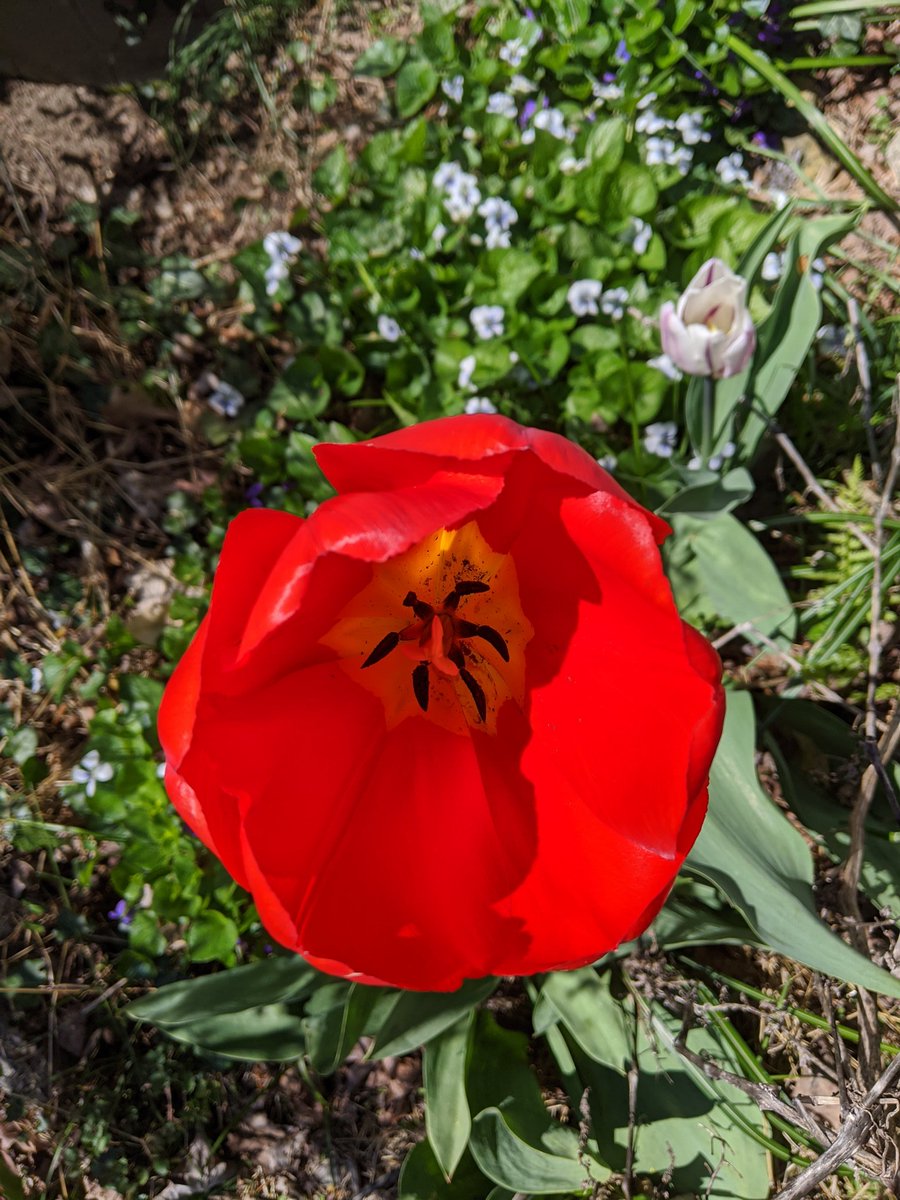 Revkin's tweet photo. #hudsonvalley #slowspring Yesterday was dank gloom, the domain of fungi. Today belongs to the flowering plants. https://t.co/Goj3eB0FiK