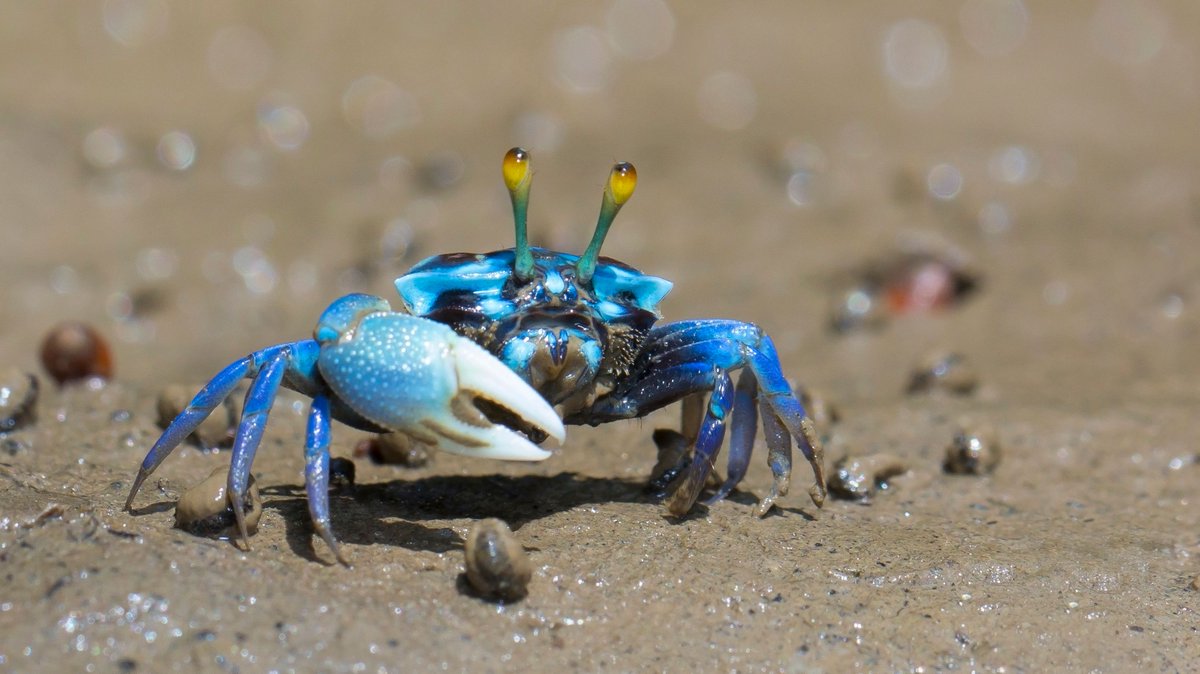 Crabs have teeth in their stomachs.