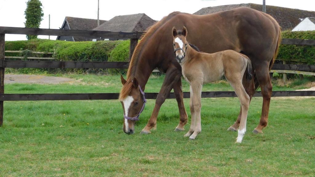 cliff_stud's tweet photo. This gorgeous Cracksman colt had a bit of a tough start & we couldnโt be more delighted this mare is so in love with her handsome boy. It was a great team effort & huge thanks go to our vet Tim of Equine Reproductive Services for all his help #foallife #rearingwinners https://t.co/8db6bVIHsH