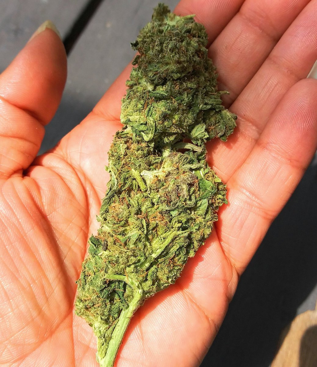 Topshelfatx1's tweet photo. Beautiful bud!! #cannabisculture #cannabiscommunity #Mmemberville #dank #weedmemes #leafly #sherbert #gelato41 #dosido #tangie #topshelfindoor #jungleboys #cannabis #freetheweedintexas #atx #austin #austintexas #downtownaustin #laketravis #texas #austintx #bernerscookies #TKO https://t.co/NsdlN4vFOo