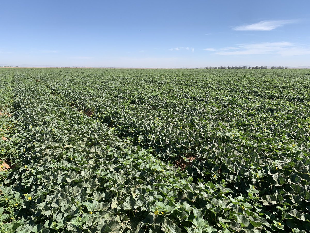 SantaRosaProduc's tweet photo. Getting close to harvest #santarosaproduce https://t.co/smzplfBUjC