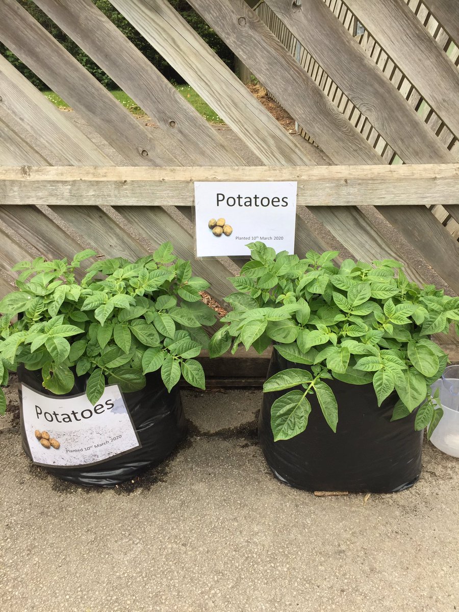 A new school for me and I still managed to get Year2 at @StPaulsweaves to plant these potatoes before lockdown #growyourownpotatoes