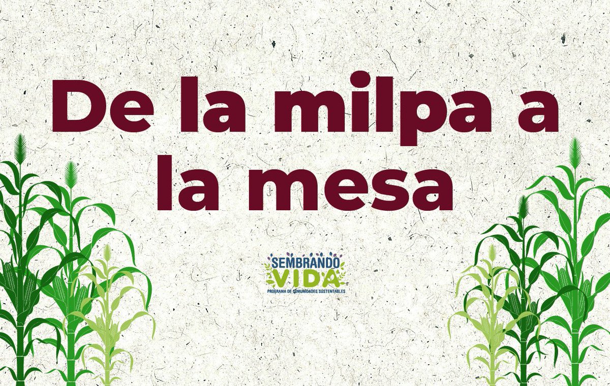 Mary_Luisa_AG's tweet photo. La milpa es el cultivo más importante de la alimentación de las y los mexicanos, así como el sostén y bienestar de muchas familias campesinas.

Les comparto un artículo sobre este tesoro de la cultura y tradiciones mexicanas. ➡️ https://t.co/HqP8is7fRS https://t.co/q8GK2e4qwb