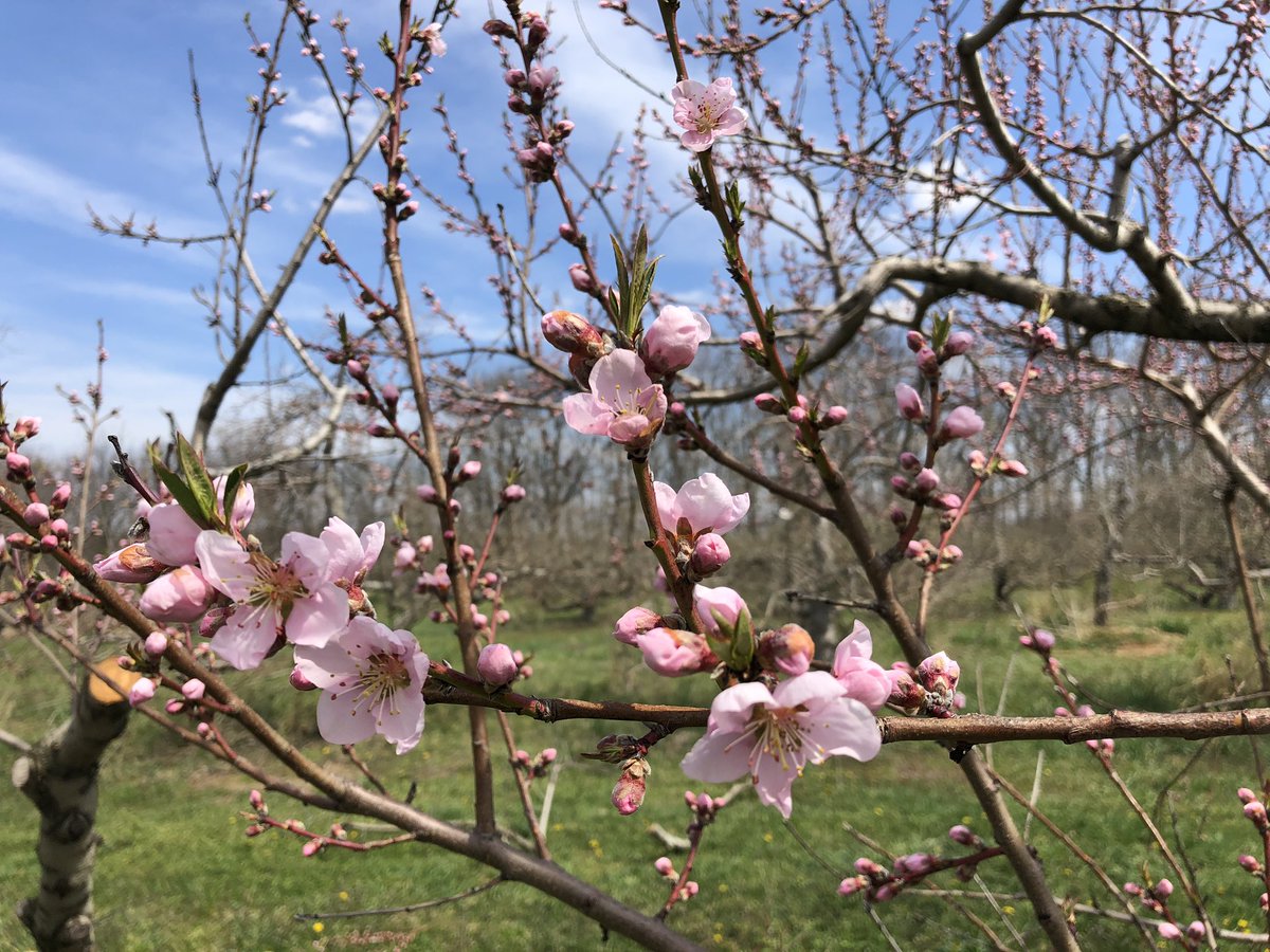 PhillipsOrchard's tweet photo. The first peach blossoms are open today https://t.co/83S8CR0cAO