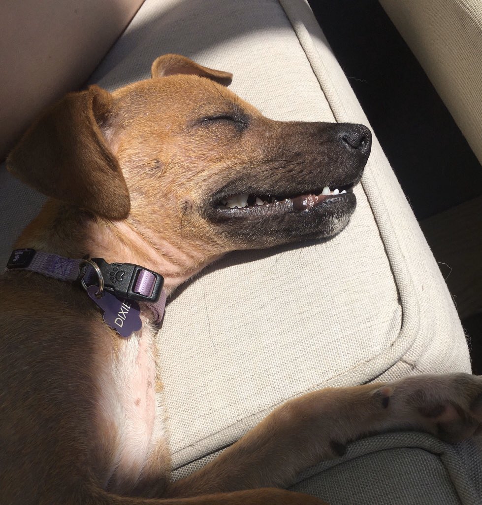 mo_decraene's tweet photo. 10/10 happy to be loungin’ in the sunshine today https://t.co/WmEZcfv1un