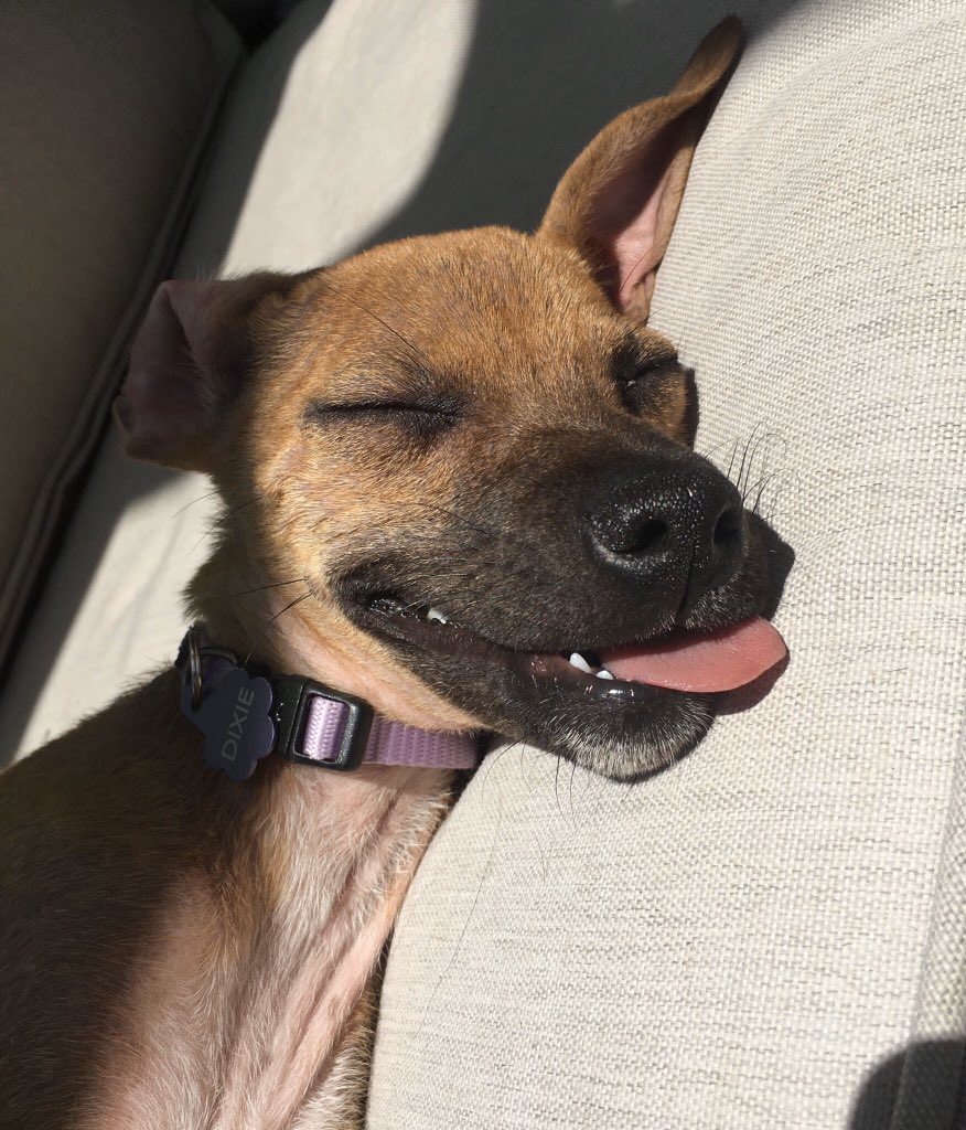 mo_decraene's tweet photo. 10/10 happy to be loungin’ in the sunshine today https://t.co/WmEZcfv1un