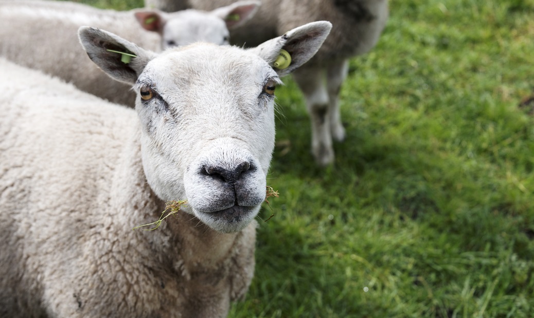 Connaught Telegraph tweet media