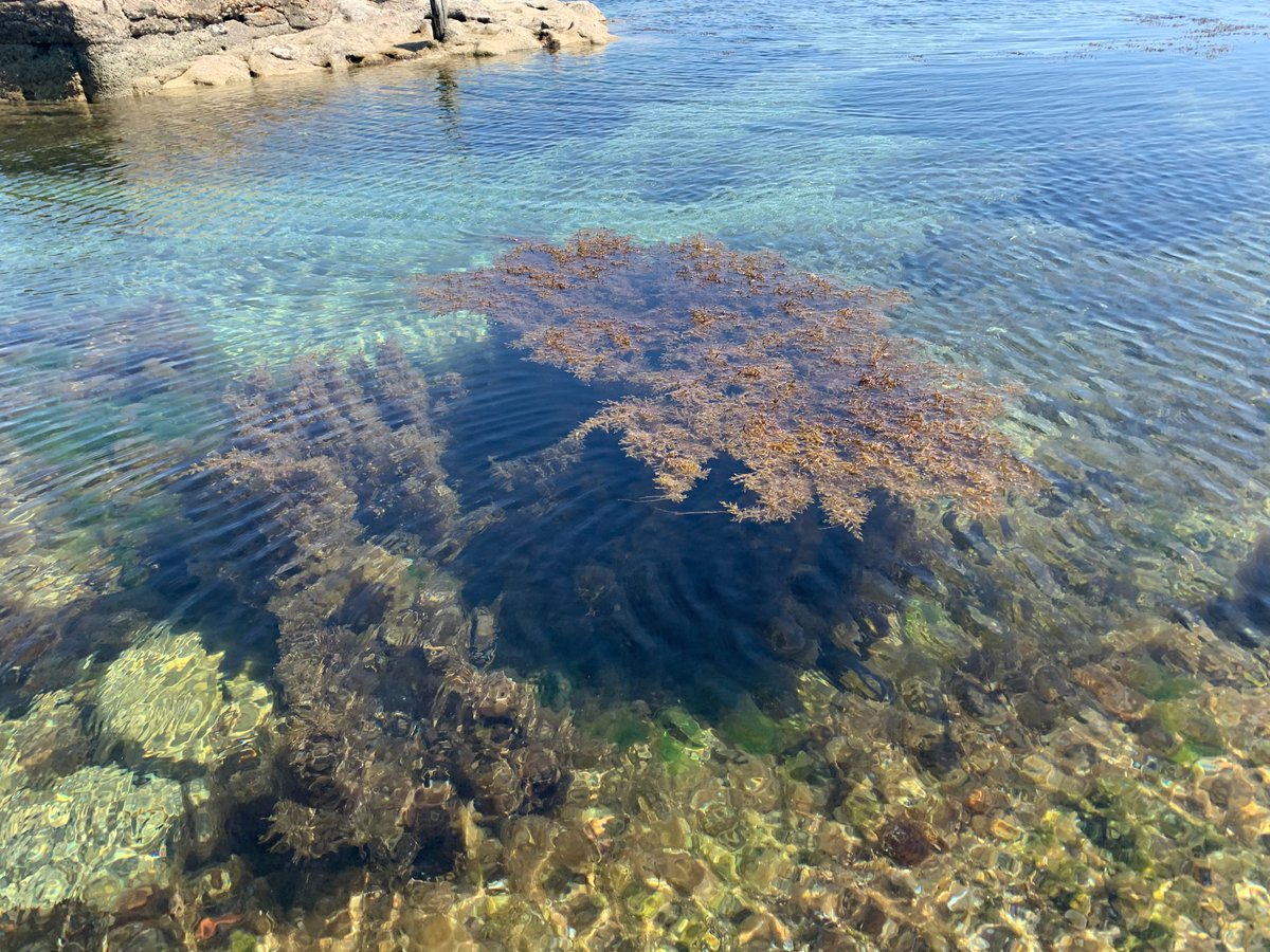 AFRIMED_eu tweet media