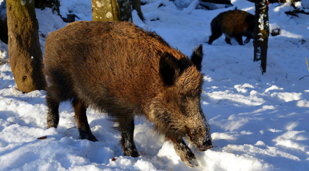 TPCMag's tweet photo. Ever heard of a "super pig"? They're real, and they are creating "pigloos" throughout Canada. Find out more: https://t.co/OK7is0dcMi
#wildhogs #feralpig #hoghunting #hogtrapping https://t.co/dDtQYsUXNn