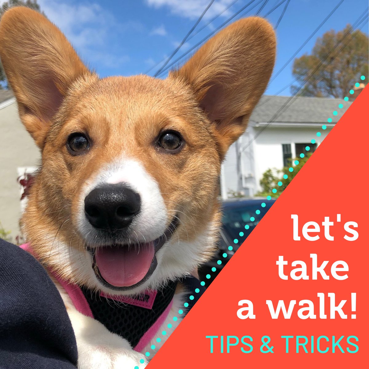 Taking your pet on more walks while stuck at home? Here are some helpful tips:

• Use a harness to prevent tugging at the throat
• Bring water if walking long distances
• Switch up routes so your furry friend as more to explore!

Got any more tips?