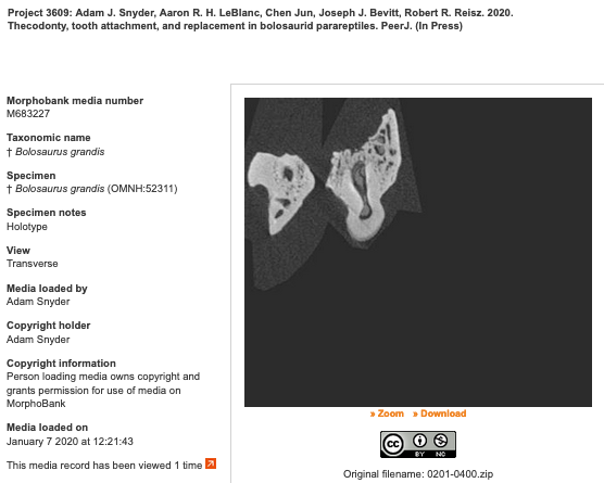 MorphoBank's tweet photo. Yesterday, the 800th project was published @MorphoBank ! Thecodonty, tooth attachment, and replacement in bolosaurid #parareptiles. It is still in press @thePeerJ  but the media are already available. https://t.co/EKoMlW6WSX
@UofT_Palaeo @ReiszRobert #evolution #morphology https://t.co/jm5oPgp4JL