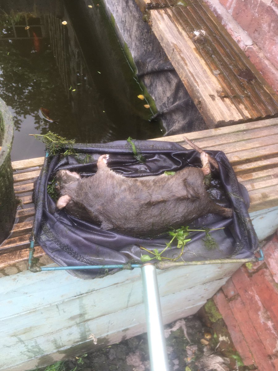 RussHarrison5's tweet photo. This unfortunate fella went for a swim in my fish pond. #rodent #drowning #killerfish https://t.co/9xtINlsX8P