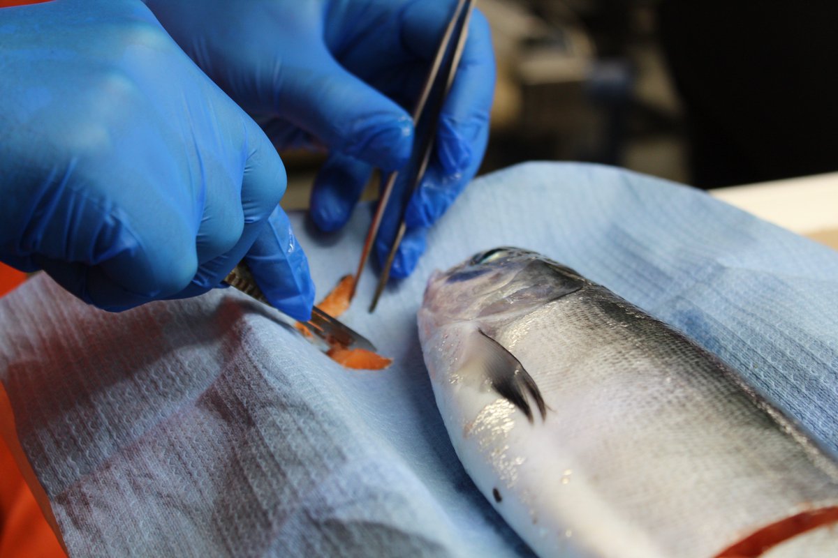 yearofthesalmon's tweet photo. Ever wonder what gets analyzed for scientific expeditions like #GoA2020? Right now, our scientists are looking at DNA analysis, diet analysis, energy density, fish health, & parasites. The salmon are also examined for any scars or wounds! #SalmonScience 🐟🌊 https://t.co/rFOR1oQJyP