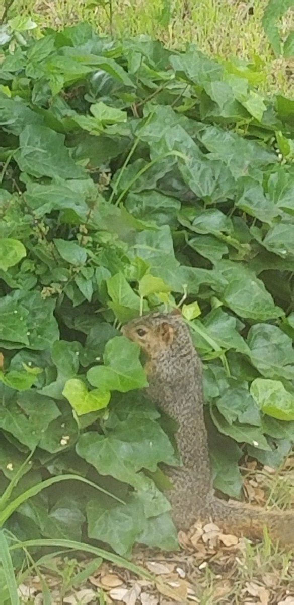 swaggner85's tweet photo. My backyard buddie https://t.co/s2biJ5l3bm