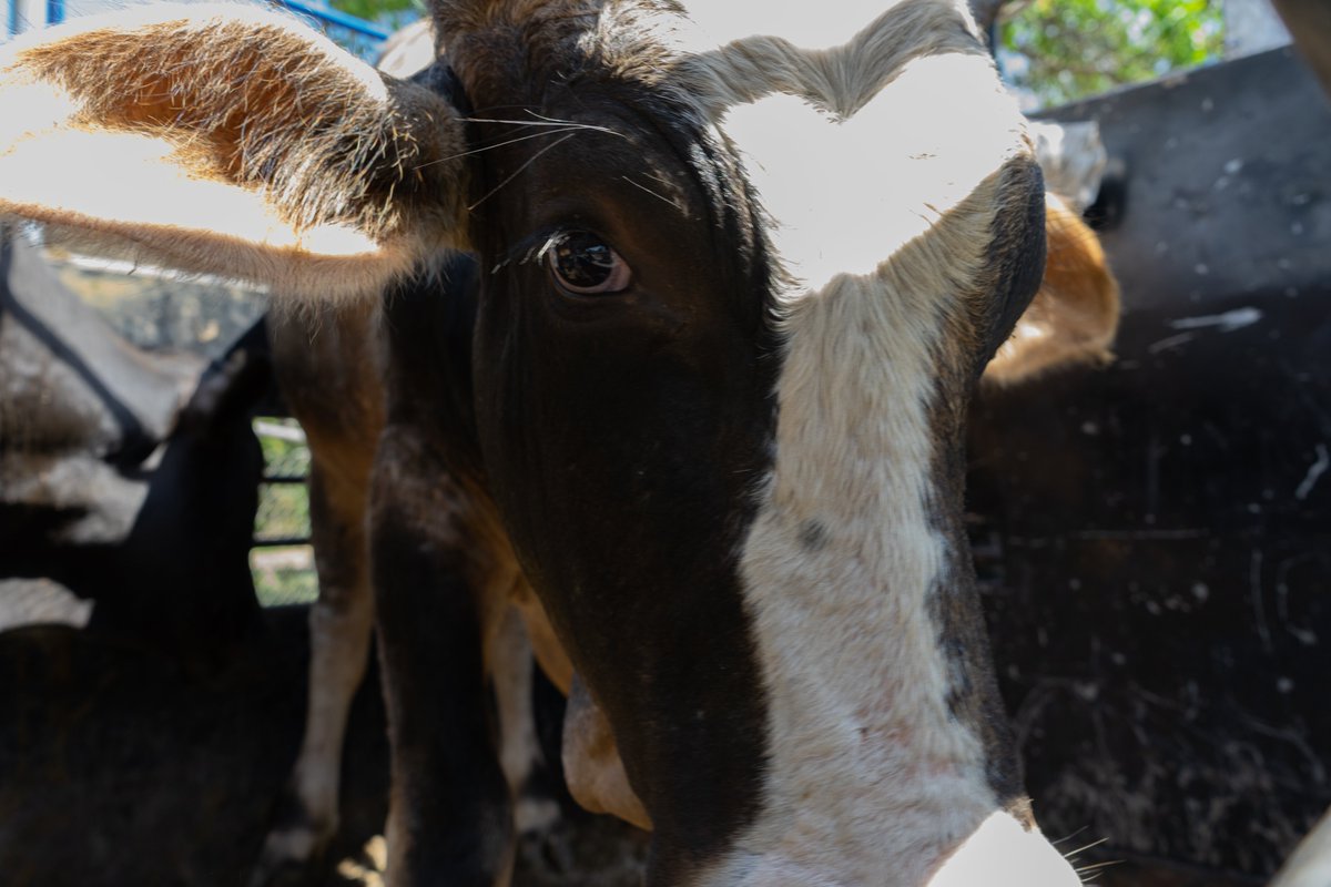 DavidAnimalSave's tweet image. Mayor disruption in food and agriculture happening the coming decade tinyurl.com/qw8s7qf