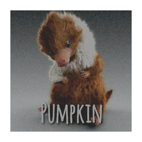 If anybody sees Pumpkin — this is her by the way. A baby Niffler. 

HARMLESS.
PLEASE, DO TELL ME.