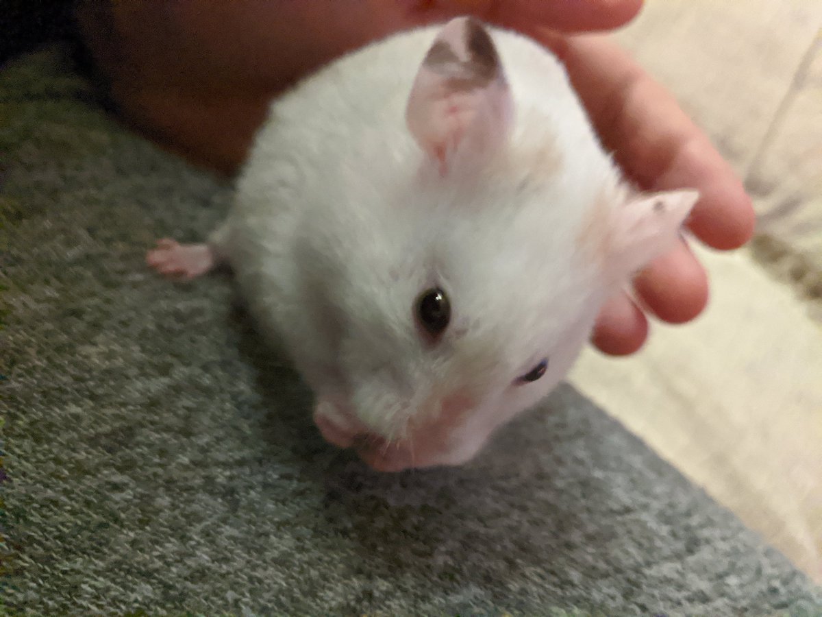 thequeenhamham's tweet photo. In other news beau is doing really well ♥️♥️ https://t.co/hMCGYsAOj7