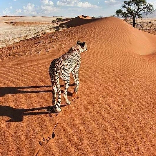 gkworldz's tweet photo. Largest Desert in the world
https://t.co/fFSpofYUZy     
 #gkworldz #knowledgeempire #cipl #bagdirishab #largestdesertintheworld   #shyaripoetry #makemoneyonline #becomeenterpenure #becomebusniessmen #blooging #makewebsite #learnseo #smo #sem #trendsetter #EarnMoneyOnline https://t.co/nm5dU7YsZV