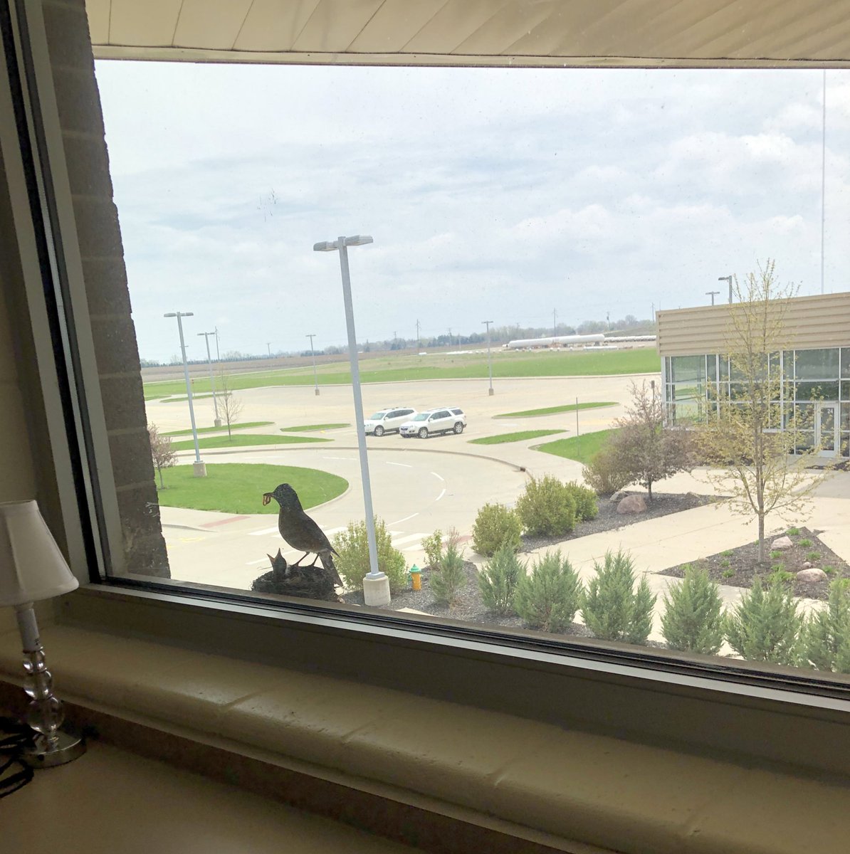 yoakum5's tweet photo. Happy to see mama bird & babies returned this year to my office window @NorthPolkHS when I returned today. The anomaly in this pic is the almost-empty parking lot. #NPHSInstructionalCoach #GoComets #missingthestudents https://t.co/vhqDKrUGnE
