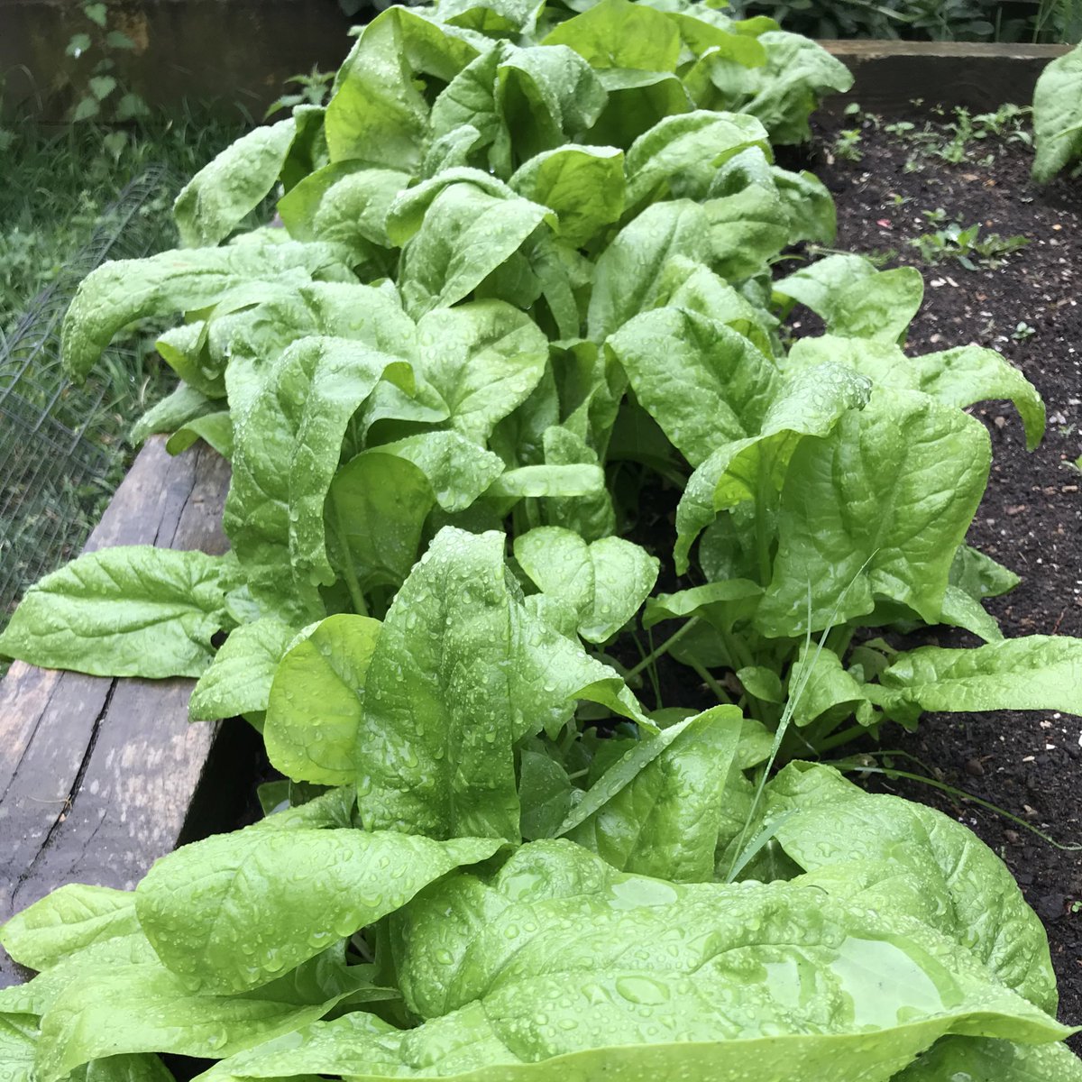 Produce available &amp; selling fast via our online farm shop inc. eggs, meat &amp; these delicious lettuces, spinach &amp; chard. Order tonight for tomorrow’s collection &amp; we’ll harvest veg straight from the plots in the morning. Doesn’t get fresher than that! 👌🏻🌱
surreydocksfarm.org.uk/product/farm-s…