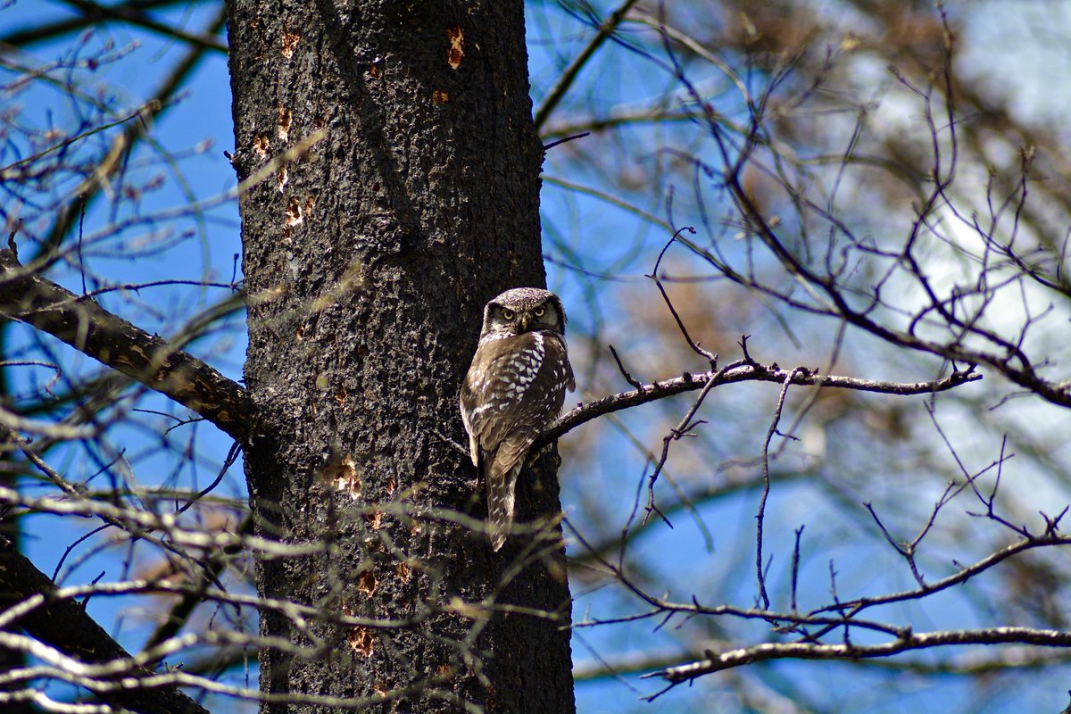 Can anyone guess what kind of owl this is?

A stellar shot taken by our head guide, Cole.

Over the next few weeks we'll share a digital journal of precious animal sightings as they wake from winter!

#ExploreBCLater #RoamBCFromHome #CCCLives

PC: Cole Barten