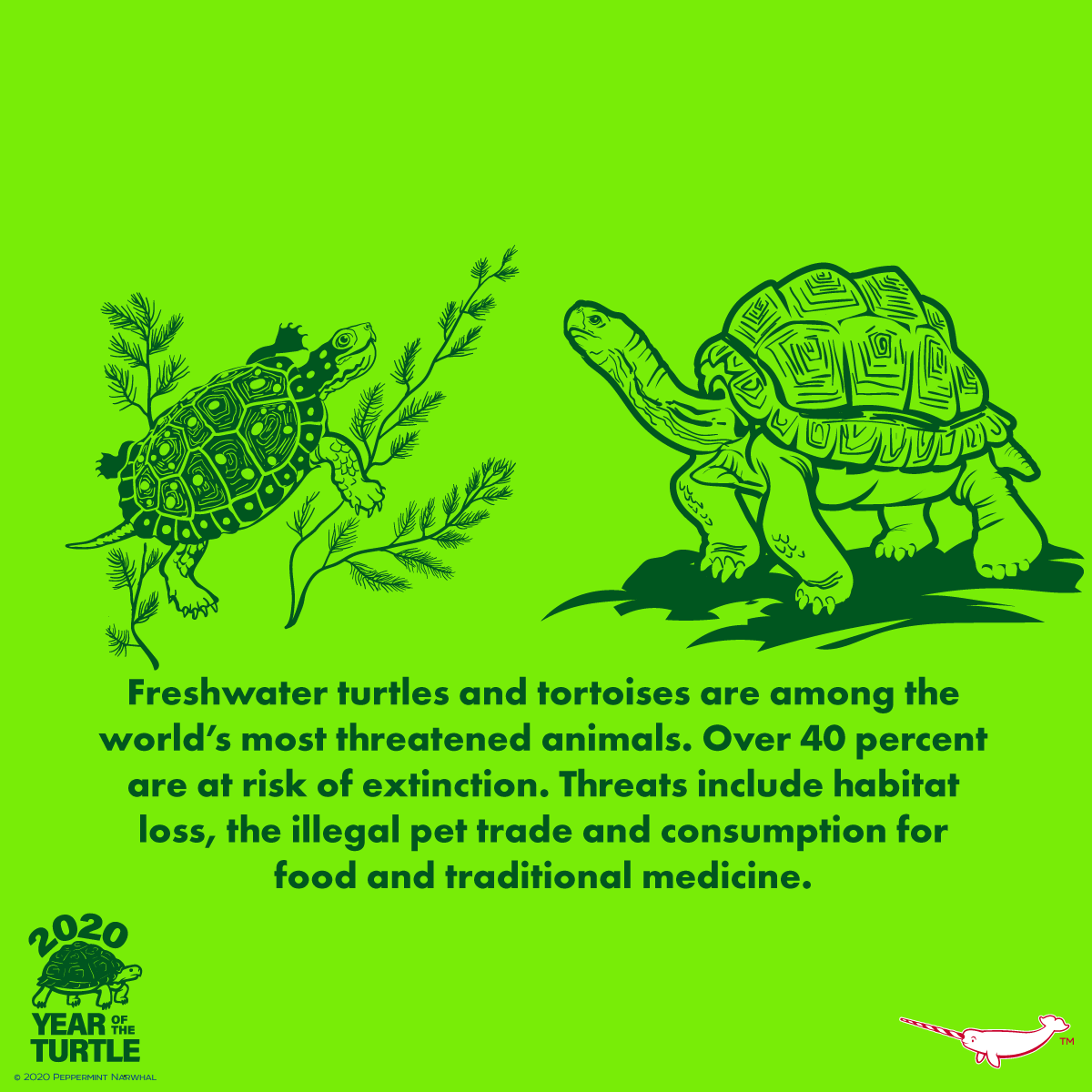 PepomintNarwhal's tweet photo. #TurtleTuesday #TurtleFact
Etsy: https://t.co/48budCETnr
#PeppermintNarwhal Store: https://t.co/ISRfrTWwVu
Patterns: https://t.co/xG5aKMaRUN
Draw with us on YouTube: https://t.co/uKbf9WHgqP
#ZOOFLAKES Book: https://t.co/nJFHihx8Xb
#YearOfTheTurtle #TOTT https://t.co/0Khp0cH9GW