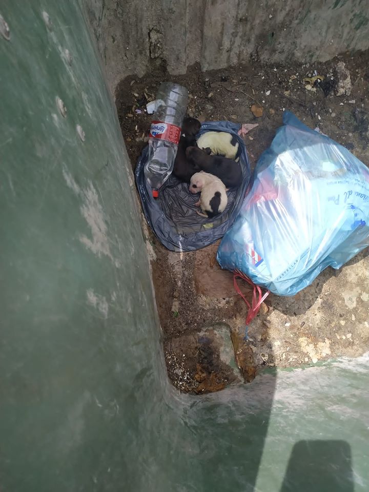 LaAnimales's tweet photo. ‼ AYUDA POR FAVOR‼

4 LACTANTES TIRADOS A LA BASURA
NO PODEMOS DEJARLOS AHÍ, 😭😭😭

ALGUIEN QUE PUEDA AYUDARNOS, POR FAVOR 🙏🏻
¿NO HAY 4 PERSONAS QUE PUEDAN ACOGER ALGUNO MIENTRAS BUSCAMOS AYUDA?
CONTACTO: 687 353 703
LANTEJUELA (SEVILLA) https://t.co/5EQRYWZwdb