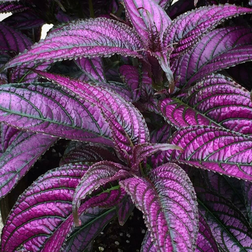 cindysnyderbook's tweet photo. I love purple plants! What is your favorite color for flowers or plants?
#plants #plantsofinstagram #persianshield #purpleplants #backyardphotography #landscapephotography https://t.co/JXi8XGaaxP https://t.co/oZ3hVIVoph