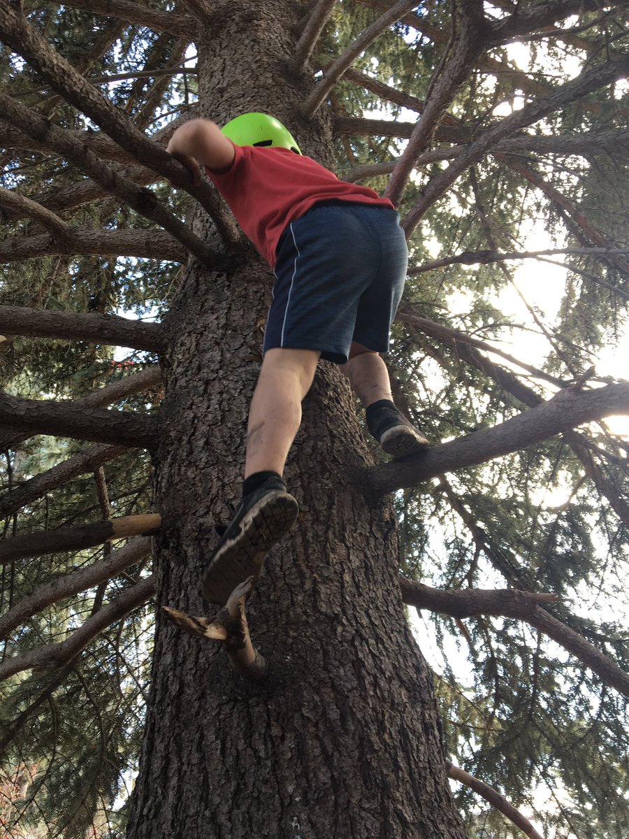 wildnfreekids's tweet photo. Our favourite #tree is one with a kid climbing up it!! @TreeCanada #treecanadaphoto https://t.co/Q4NXoWhrLZ