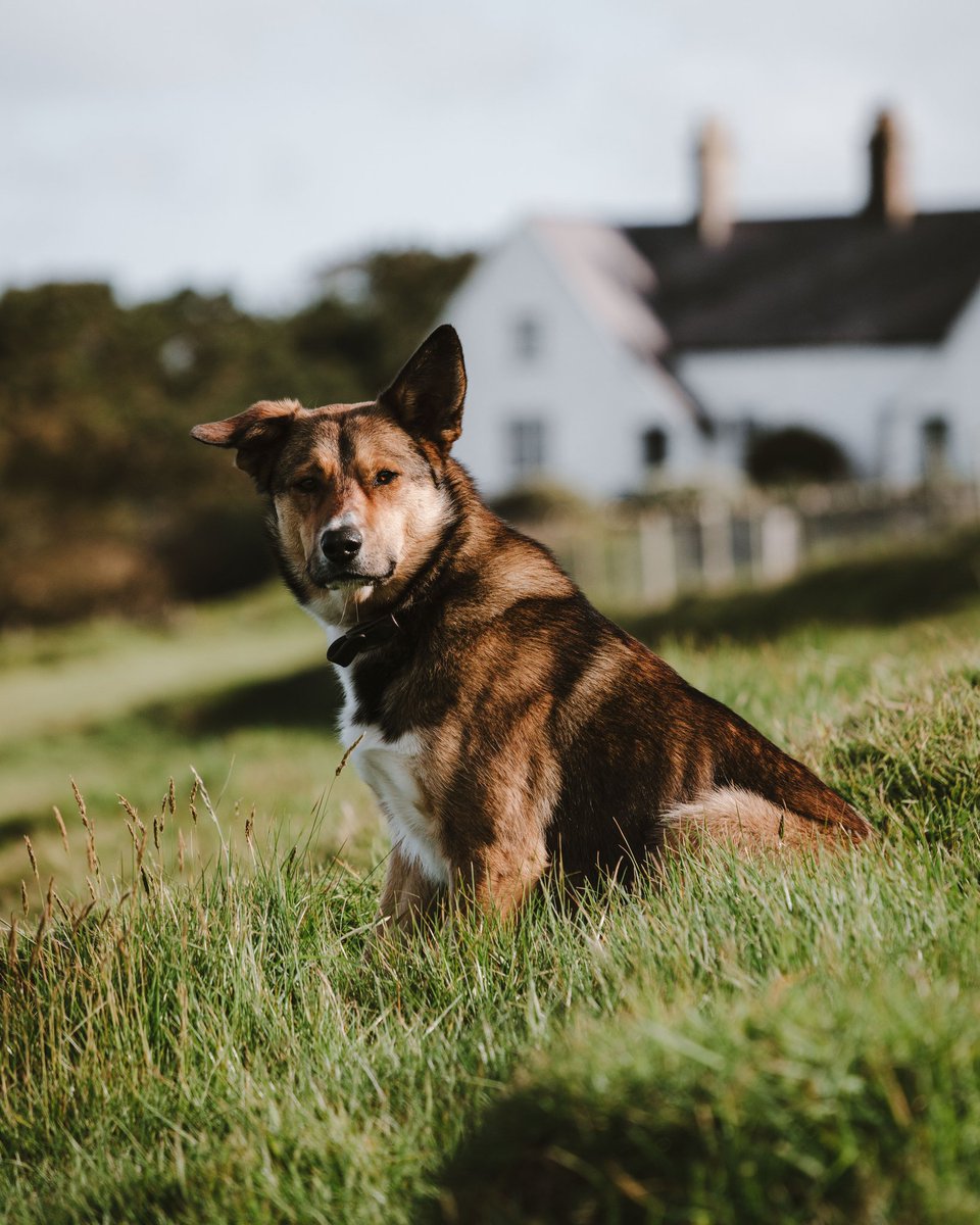 wearesightseers's tweet photo. The real ruler of Bardsey Island... Moss the sheepdog! @Enlli_Bardsey  #bardseyisland #ynysenlli #wales #visitwales https://t.co/EVdEdMfzyV