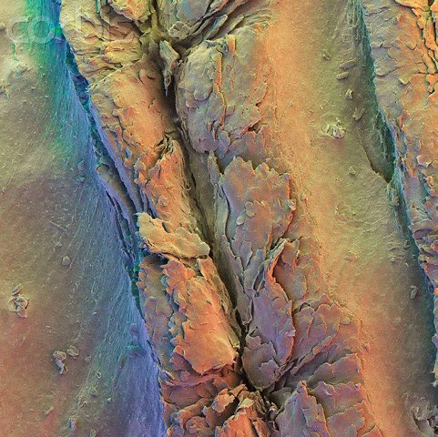 MicroscopcWorld's tweet photo. Fingerprint ridge https://t.co/4jVKcDWbAX