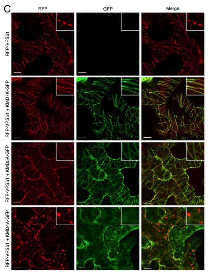Cool paper by Enrique Rojo &amp; friends <a href="/PNASNews/">PNASNews</a> 

They identified and clones 17 modified transport to the vacuole (mtv) mutants!

➡️ER- and microtubule-associated compartment (EMAC) &amp; kinesins involved in the transport of soluble cargo to the plant vacuole

pnas.org/content/early/…
