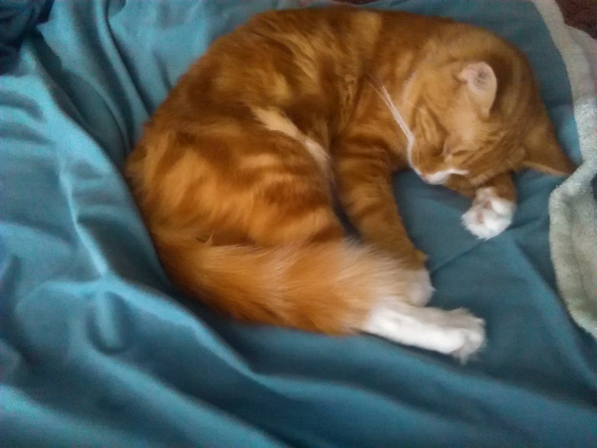MacTheGingerCat's tweet photo. If my cat were to ever magically look through my camera roll, I'm gonna look like a stalker &amp; have a lot of explaining to do over all these pictures of him sleeping. 😹😹 #TongueOutTuesday #CatsOfTwitter #CatsOfTheQuarantine https://t.co/6caw6mVIWT