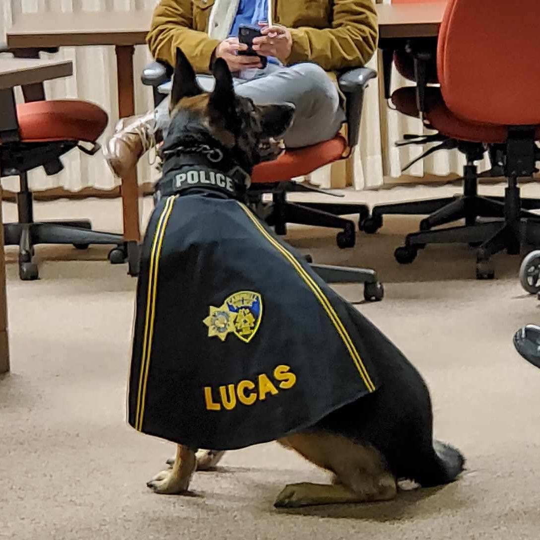 CampbellPolice's tweet image. Heroes come in all shapes &amp;amp; sizes. And with #K9Lucas on our team anything is PAWsible. 🐾 Happy #NationalSuperheroDay 🦸‍♀️🦸‍♂️