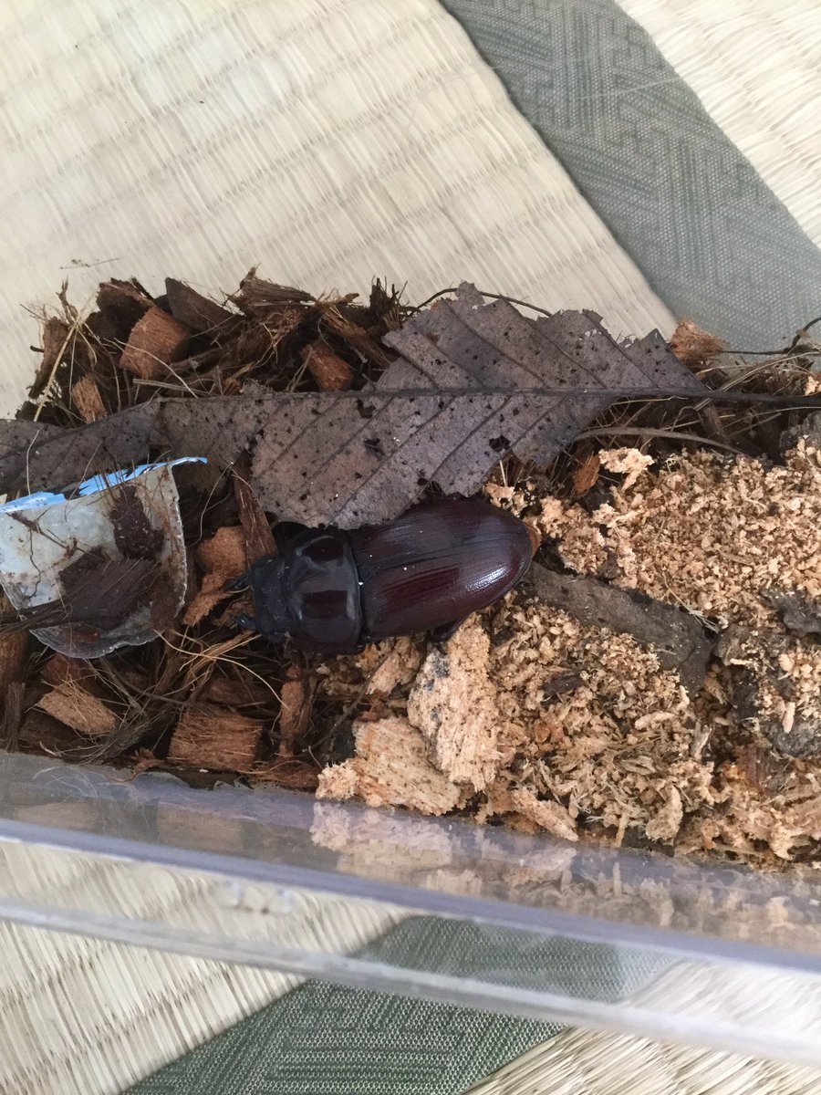 ユウタン 菌糸ボトルの幼虫の様子を見ようとしたら メスが羽化してました 計測すると50mmなので縮んで48mmくらいですかね オスも羽化直前でした 蛹室を壊してしまったので人工蛹室に移しました Gwには羽化しそうですね オオクワガタ 人工蛹室