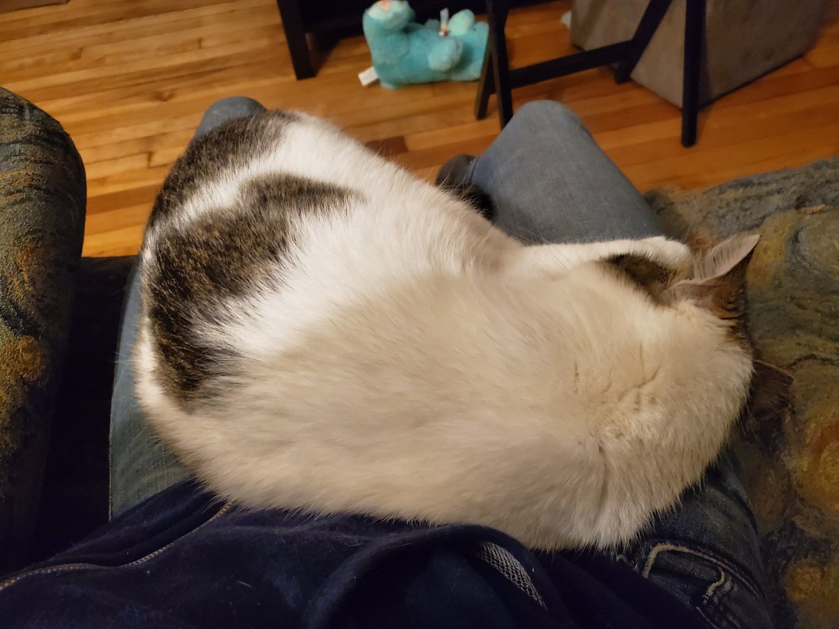 ProfTags's tweet image. My cats seem fully aware of how little work I want to do right now and are helping out...or they just like laying on me. Either way, Raccoon is "helping" right now #KittyTA #CatsOfPoliSci